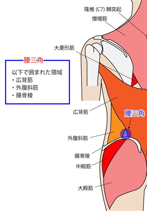 腰三角 構成|【まとめ！】体表解剖